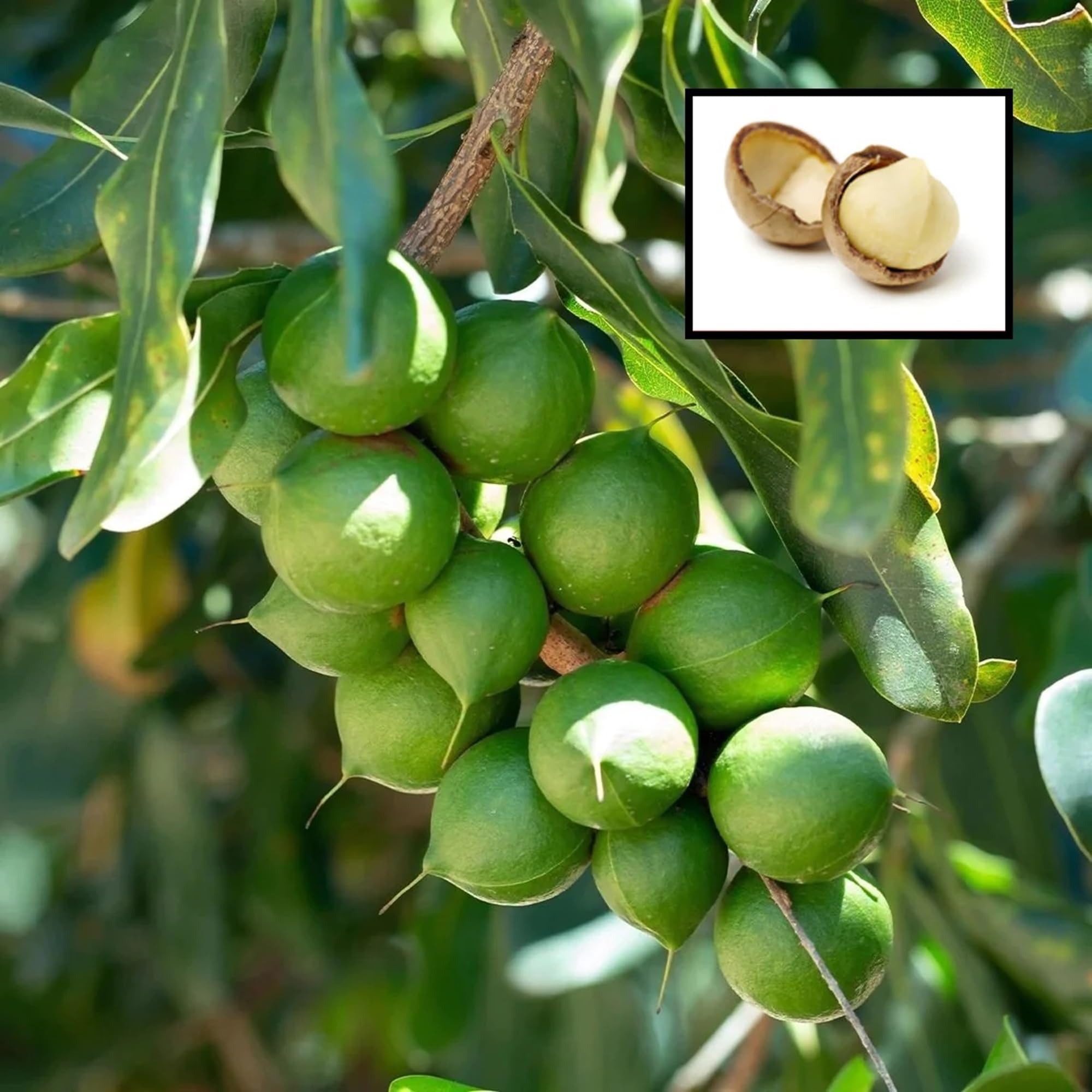 IXORA Macadamia Nut Variety Fruit Live Plants & Tree(1-2 Feet Size) (B0CWTQLB9W) Amazon Price History, Amazon Price Tracker