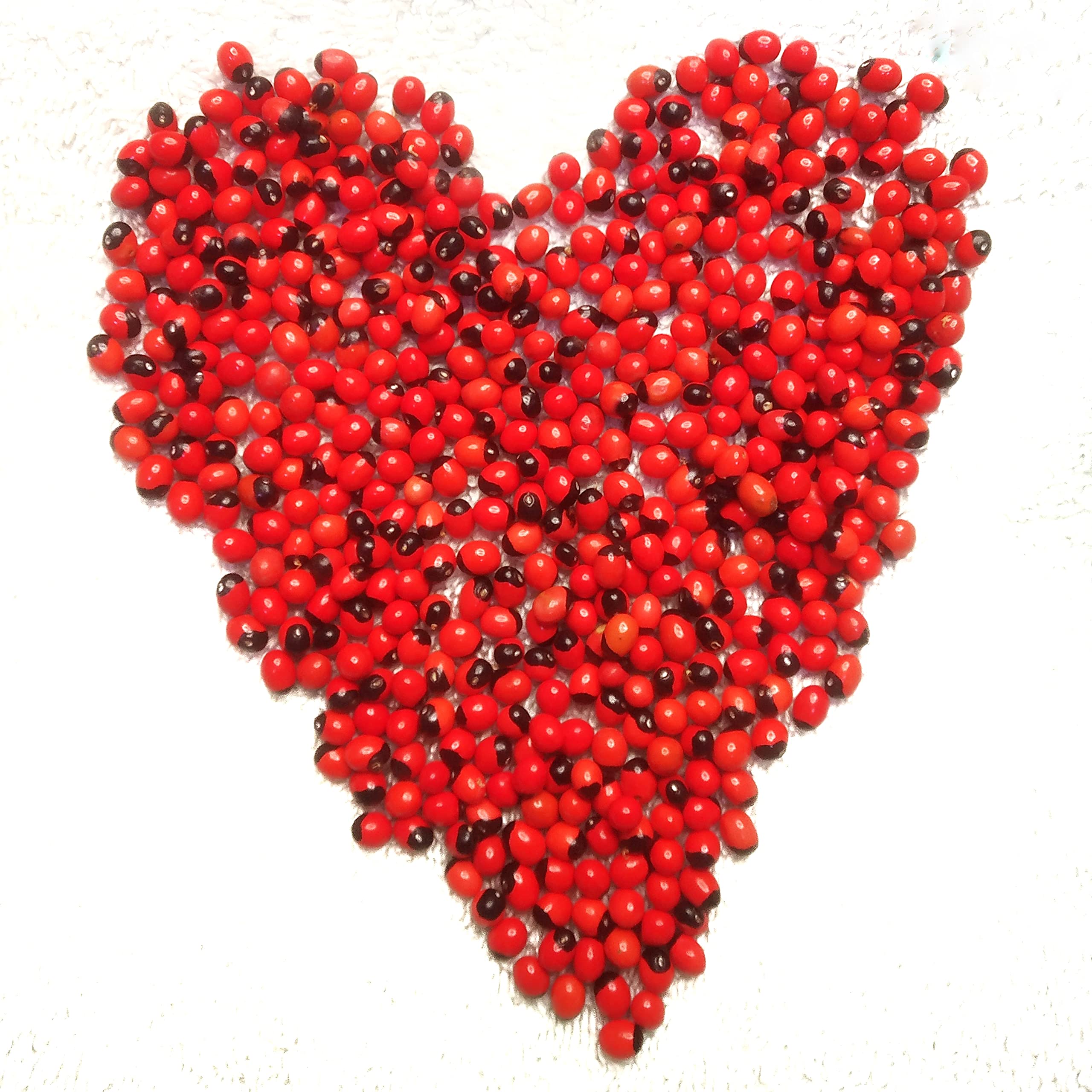 See full amazon price history chart for CHIRMI SEEDS, OSMIUM RED KUNDRINMANI, OSMIUM CHIRMI SEEDS FOR MAHALAKSHMI POOJA (51PCS/PACK) CHIRMI SEEDS, OSMIUM RED KUNDRINMANI, OSMIUM CHIRMI SEEDS FOR MAHALAKSHMI POOJA (51PCS/PACK) (B0B2Q1FVXB) Amazon Price History, Amazon Price Tracker