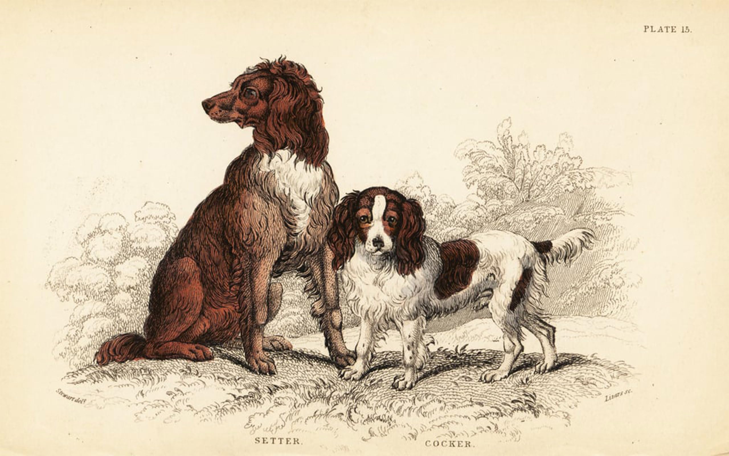 POSTERIIk Famous Modern Artwork Art Mural Setter and Cocker Spaniel by William Home Lizars Oil Paintings Pictures for Home Decor 60x90cm