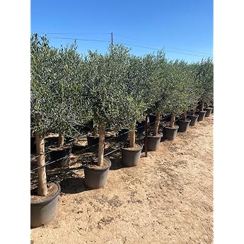 Sunny Tree Olive Tree '25 Years' 160 cm A+ Quality Hardy Olea Lechin Hardy -18