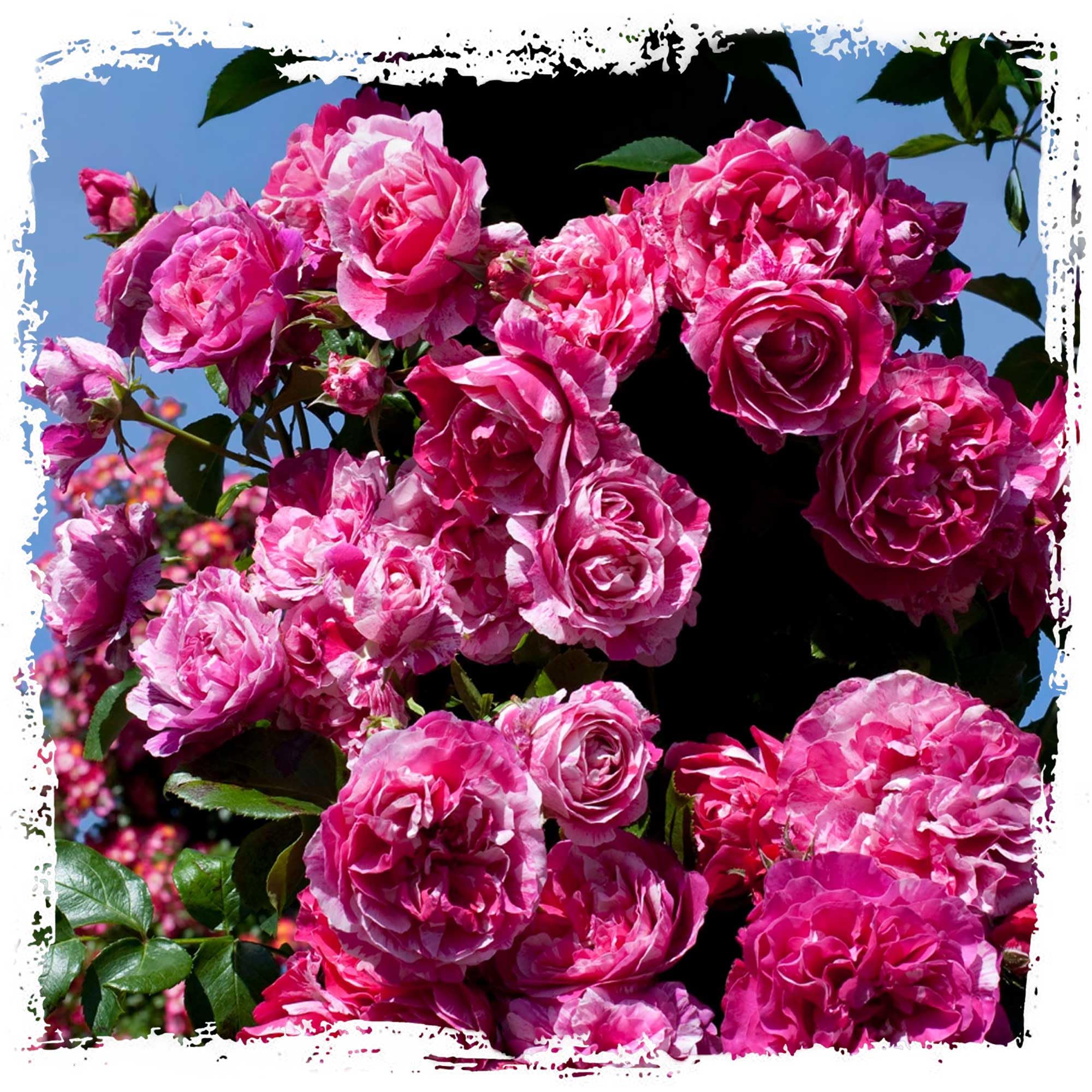 Raspberry Cream Twirl Climbing Rose