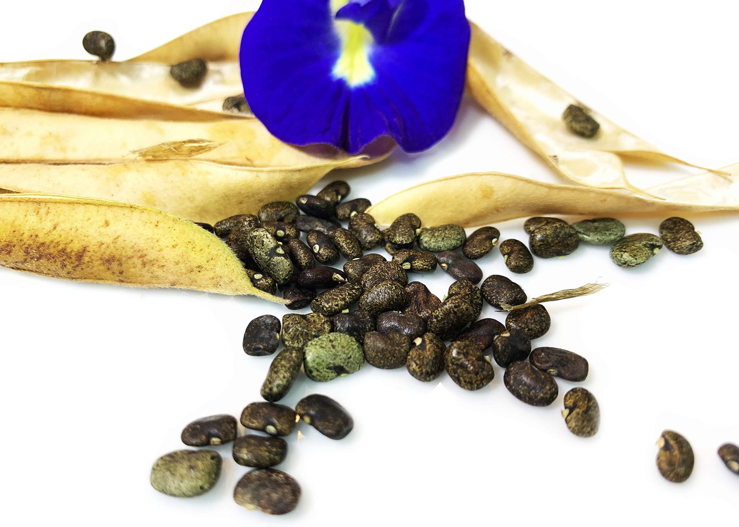 Clitoria Ternate Blue Flower 60 Plus Seeds For Planting with Vine Clips