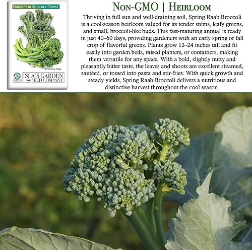 Miniatura 3 de Semillas de brócoli Raab Rapini de primavera, 300 semillas por paquete, semillas sin OMG, nombre botánico: Brassica oleracea, Isla's Garden Seeds