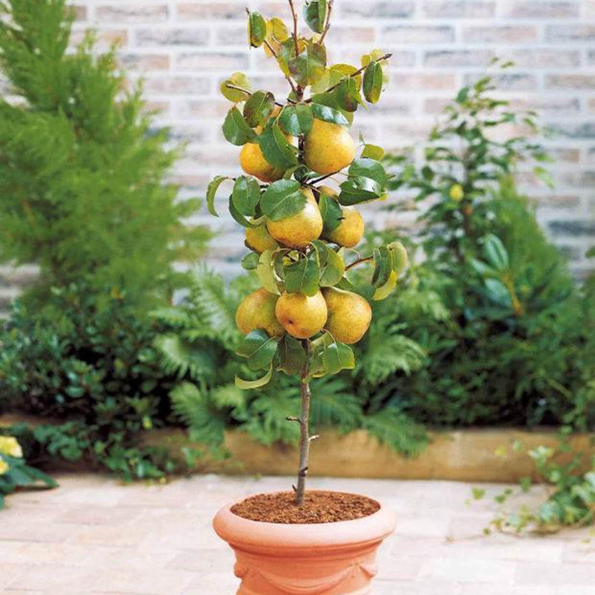 Semi Di Aronia Melanocarpa – Pianta Da Frutto Colonnare Per Balcone E Giardino, 250 Pezzi, Facile Da Coltivare