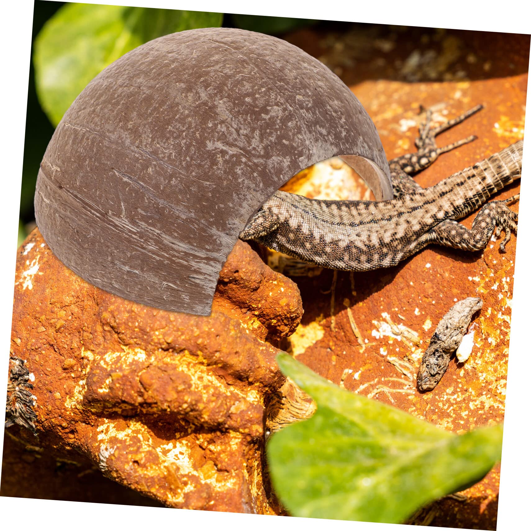 2 Cachettes Reptile En Forme De Coquille De Noix - Abri Pour Tortue, Gecko, Lézard | Décor Terrarium 12x12x7 Cm - 4