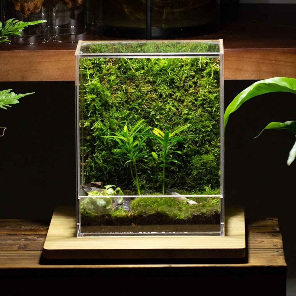 Amazon.co.jp: NCYP 小さな長方形アクリルテラリウム 7.9 x 5.1