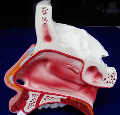 Miniatura 2 de Modelo Anatomía profesional médico cavidad nasal Modelo it-048Angelus
