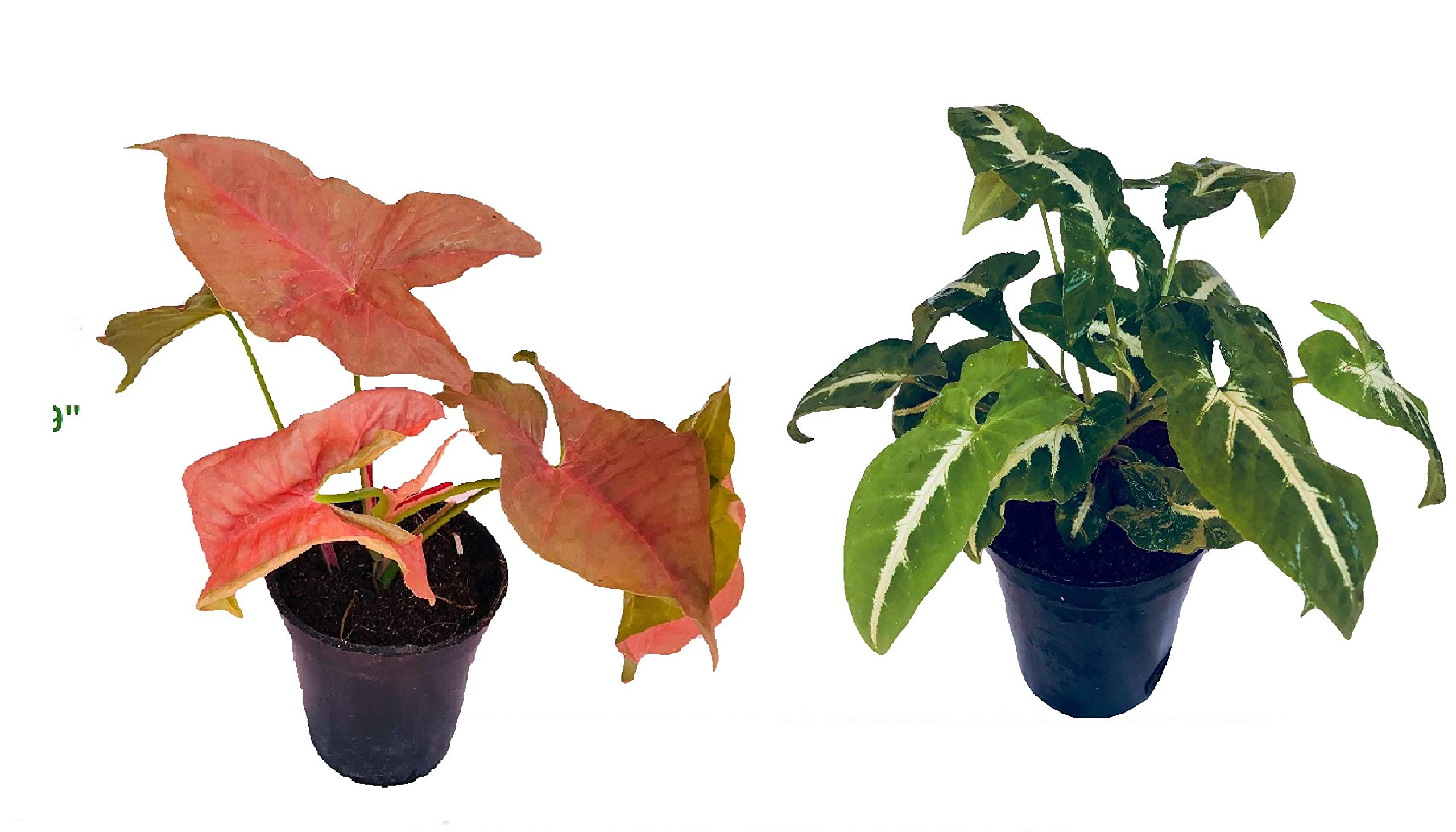 The Four Seasons Syngonium Pink and Syngonium Wendlandii Natural Live Plants in Pot (Combo of 2) (B07DJK6VRN) Amazon Price History, Amazon Price Tracker