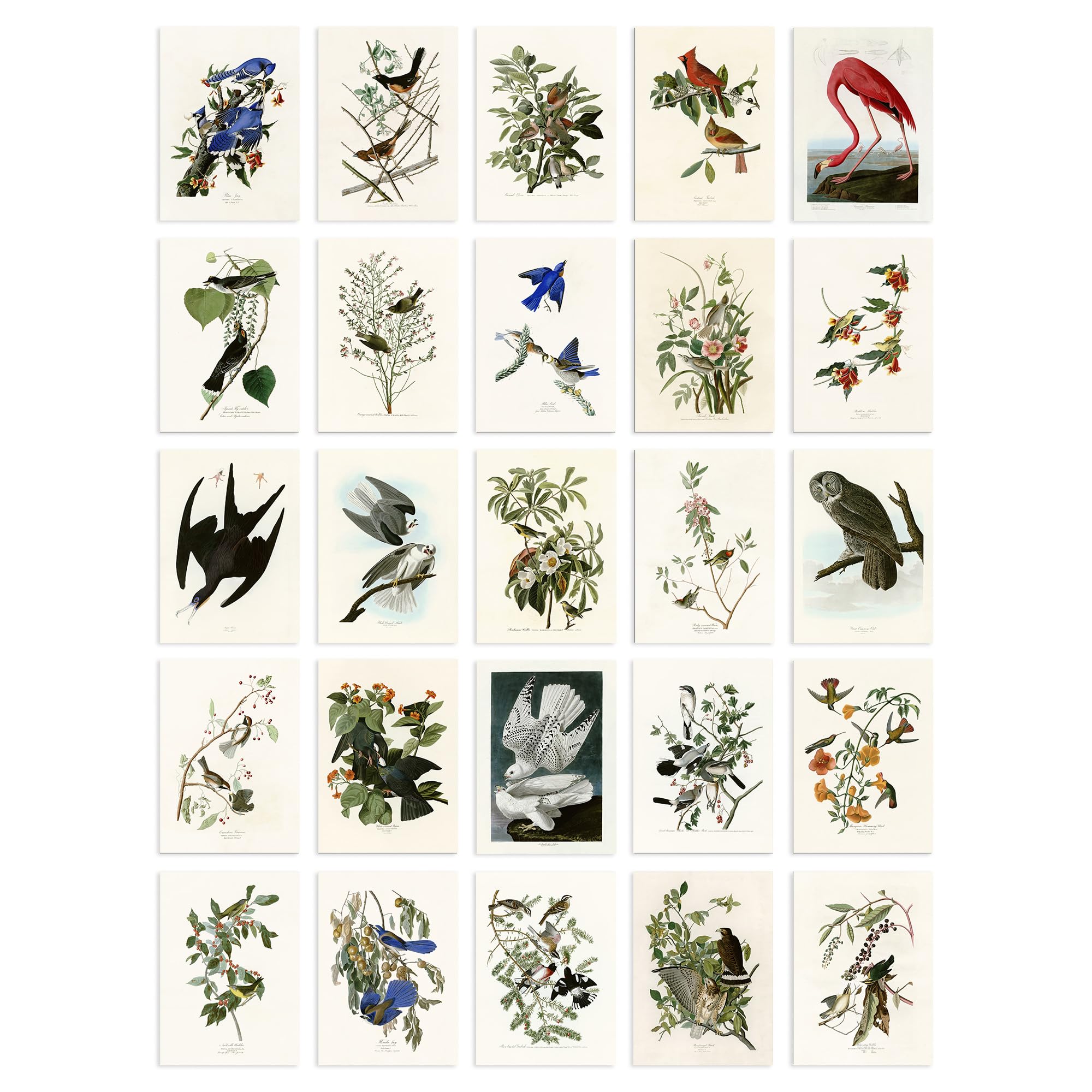Artery8 Set Pack of 50 John James Audubon Birds of America Illustrations Collage Kit Bedroom A6 14.8 x 10.5 cm (5.8 x 4.1) โ image 1