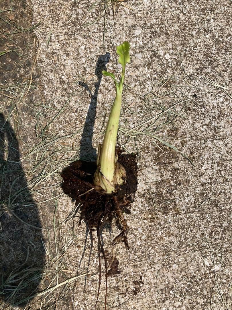 アップルバナナ 約20cm 子株 苗 沖縄県産☆銀バナナ☆アップルバナナ☆