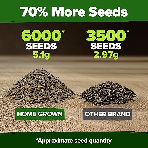 Miniatura 165 de HOME GROWN Semillas de girasol para plantar Más de 520 semillas de girasol de mamut gigante para plantar paquete a granel reliquia, alta