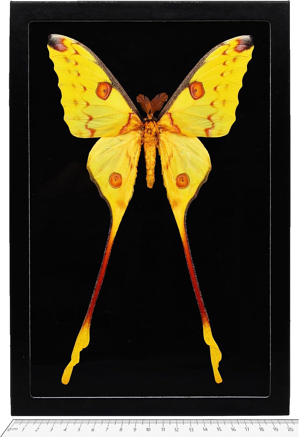 BicBugs Argema mittrei MALE BLACK BACKGROUND green yellow comet saturn moth Madagascar FRAMED