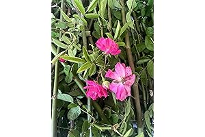 Peggy Martin Climbing Roses: Vibrant Pink Blooms That Paint Your Garden with Elegance