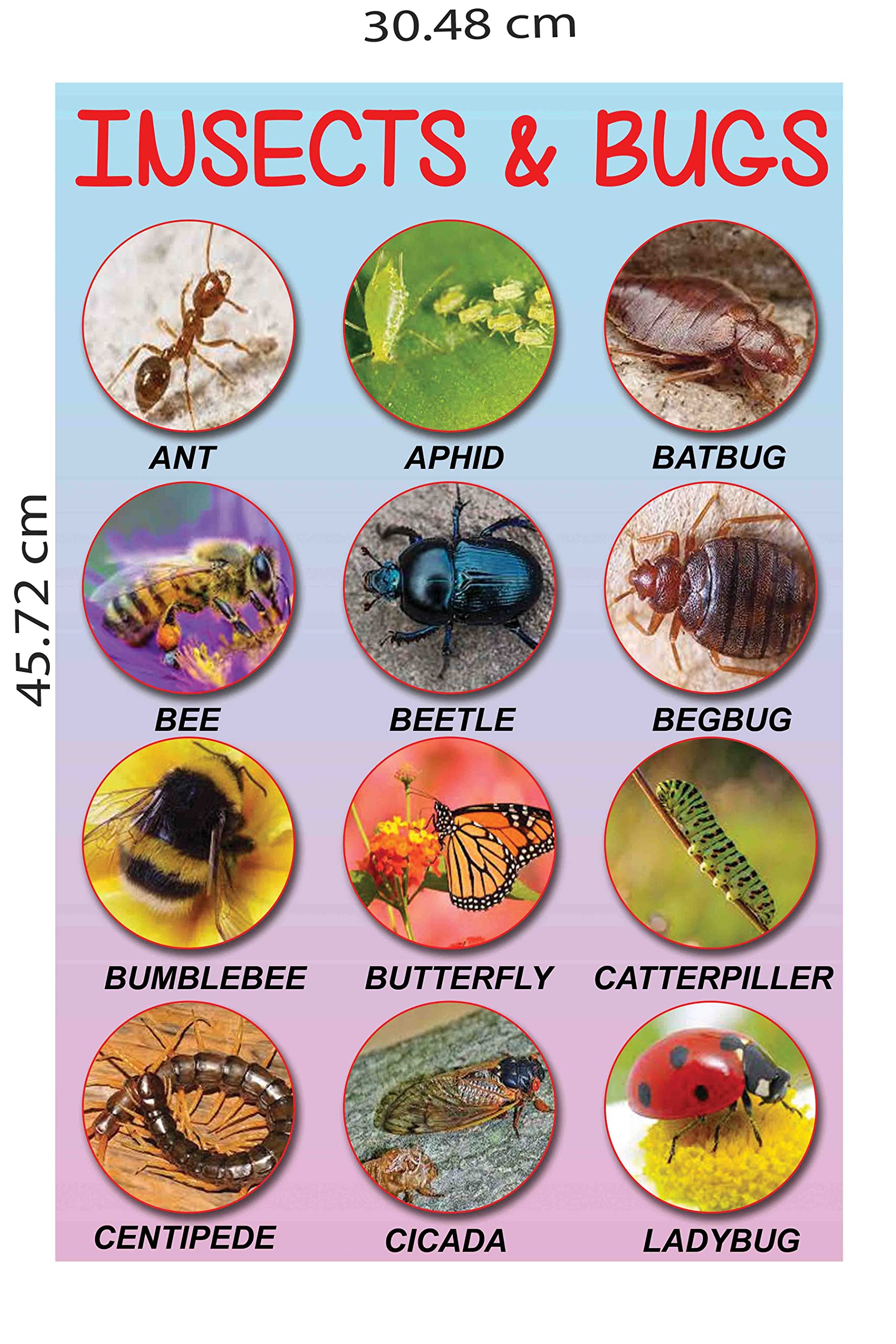 Names Of Bugs And Insects Alphabetical List Of Critters Home And