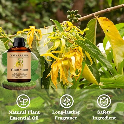 Miniatura 216 de Aceites esenciales de sándalo de 8.1 fl oz, aceite esencial puro de sándalo para difusor de aromaterapia, 8 onzas líquidas