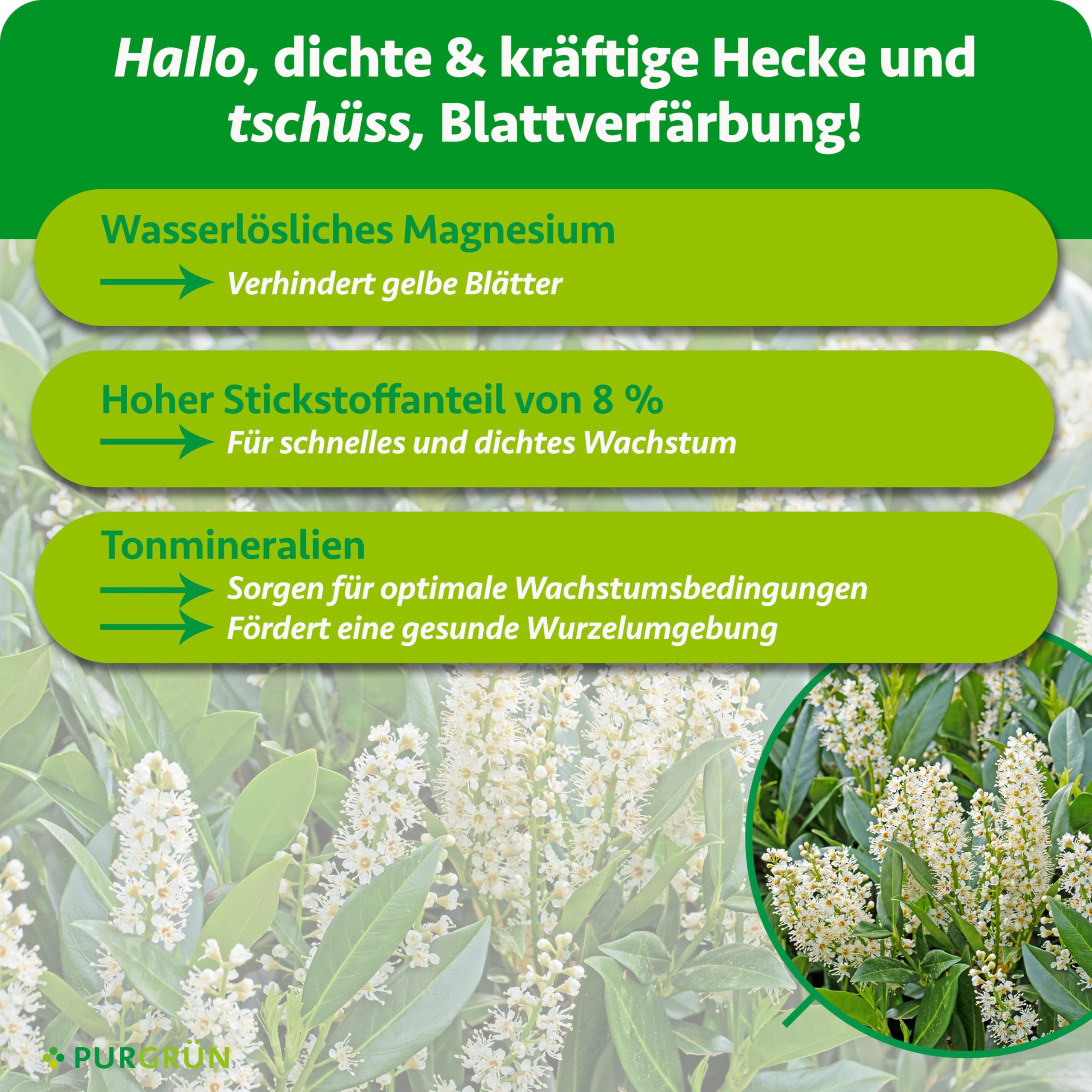 Portugiesischer-Kirschlorbeer-Dünger 1 kg – Extra Magnesium für sattgrüne Blätter – Fördert schnelles Wachstum für eine dichte Hecke – Feines Krümelgranulat für ca. 30 Heckenpflanzen