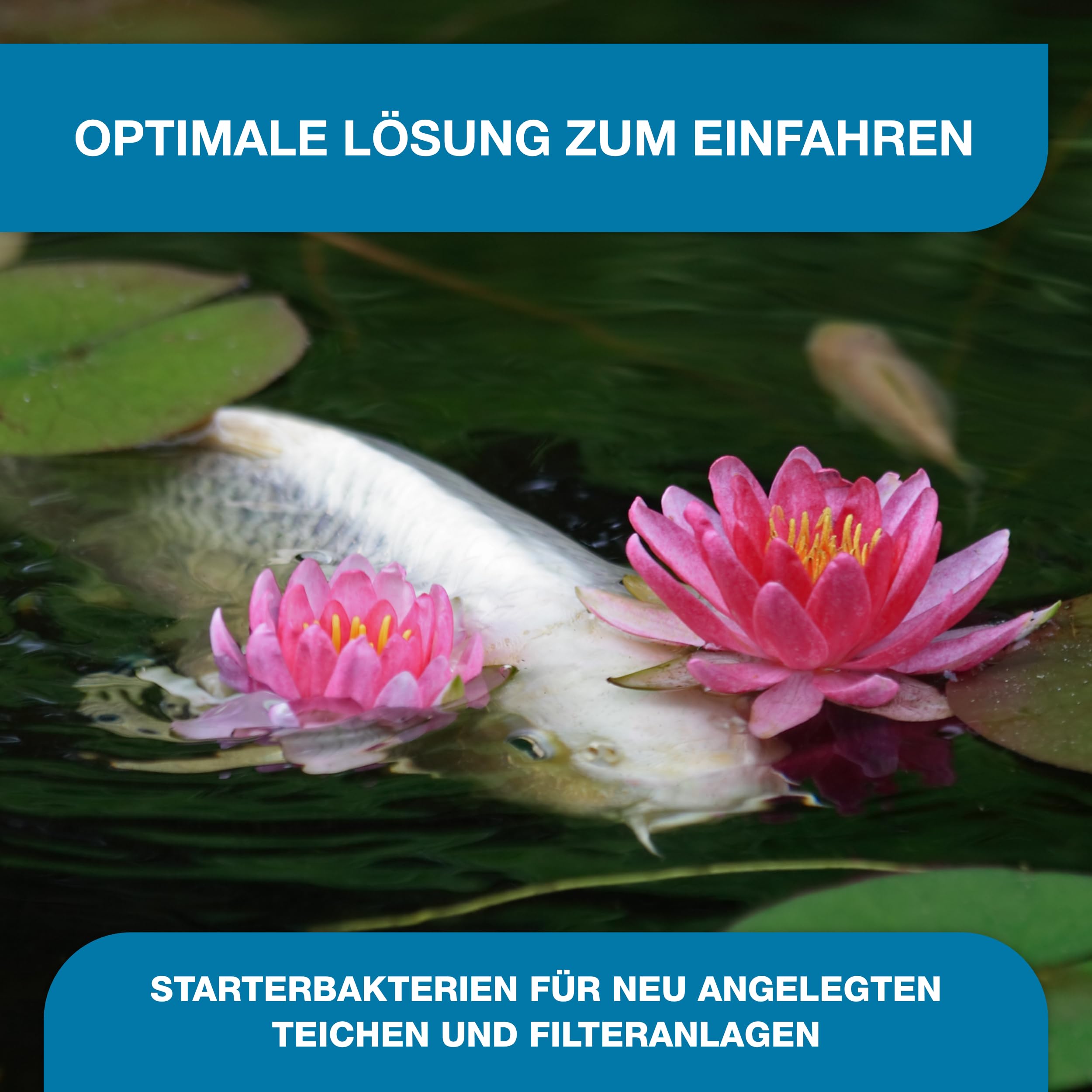 Teichpoint Blue Bakto 1l | Gelkugeln mit natürlichen Filterbakterien, Starterbakterien gegen Ammoniak, Nitrit | schnellen Aufbau der Filterbiologie | Reichweite 15.000 Liter