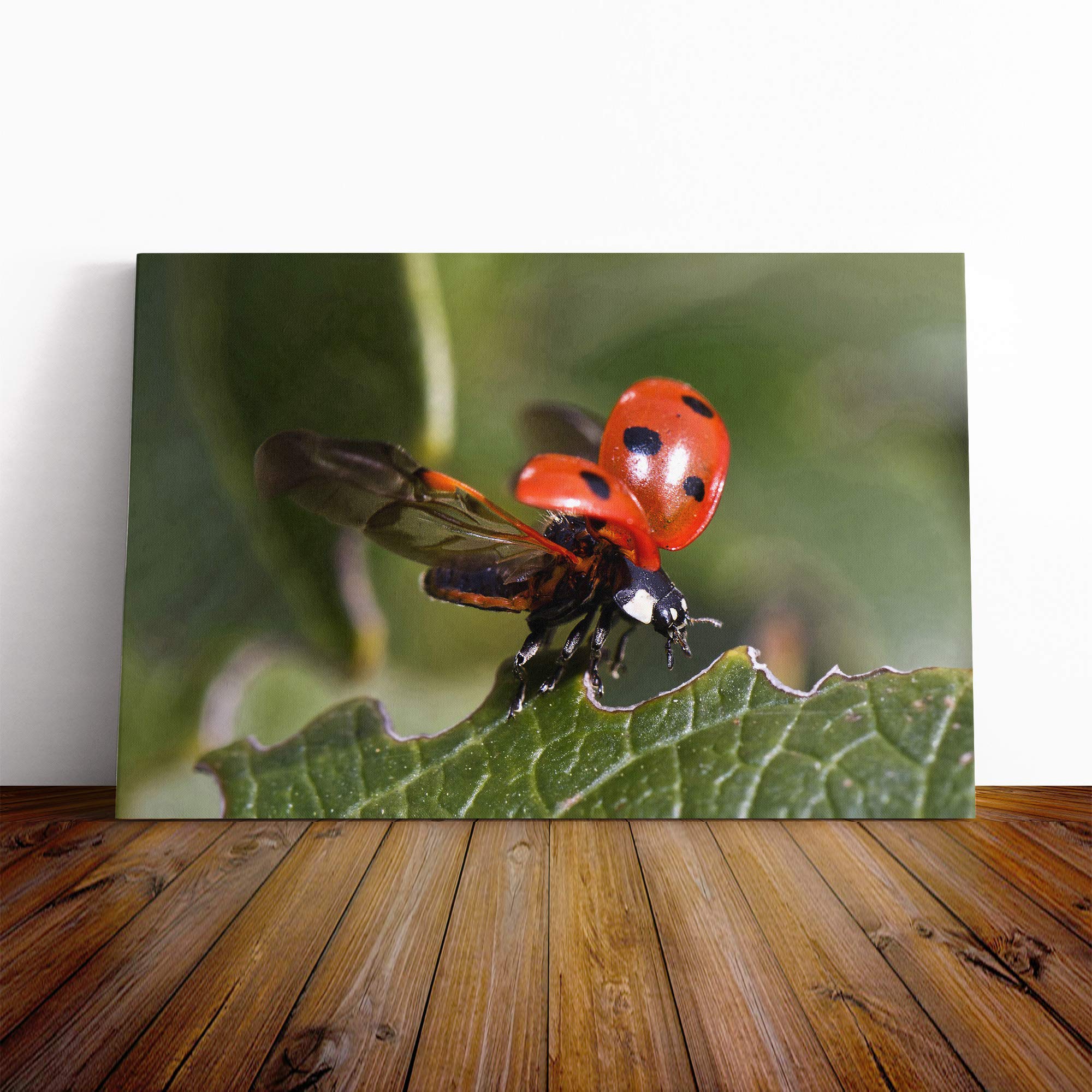 Ladybird Taking Flight Canvas Print | Gallery Wrapped 30mm Frame Wall Art | 20x14 inches | Ready to Hang | Modern Animals Picture | Living Room Bedroom Lounge Office