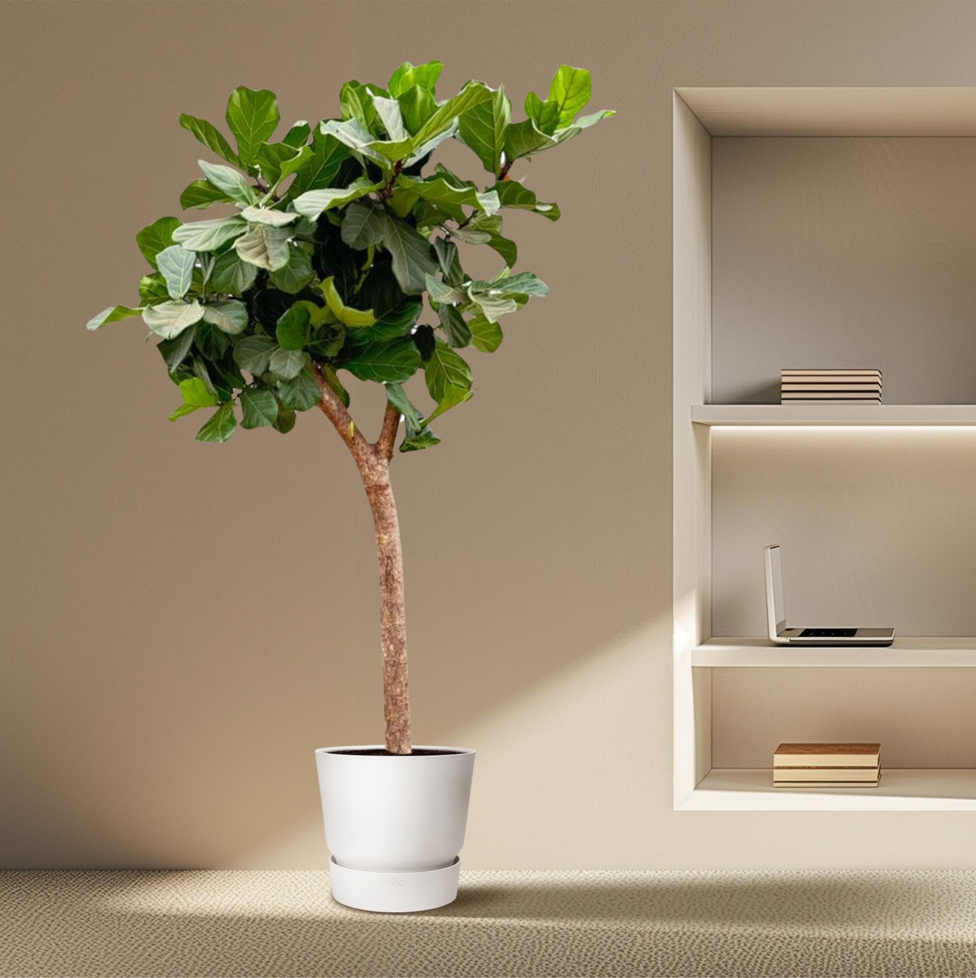 Ficus Lyrata Natural, Roślina pokojowa, zielony, 230 cm, ø40-45 cm