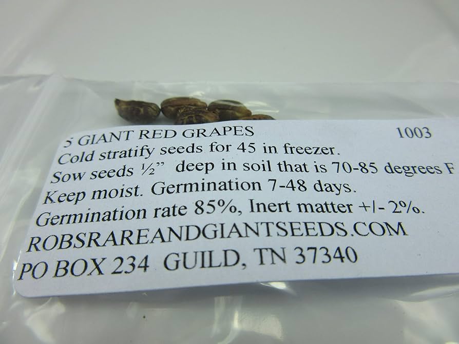 Grape SEED 1〜26 / 12〜26 81StLbgtQdL._UF350,350_QL50_.jpg