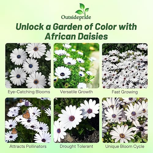 Miniatura 2 de Outsidepride 500 semillas de flores de margarita africana de Osteospermum blancas perennes para plantar