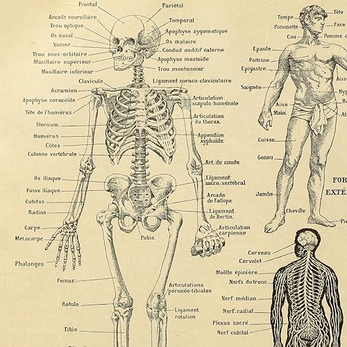 Miniatura 4 de Meishe Art Póster impreso anatomía humana, esqueleto, diagrama de huesos antiguos, diseño de medicina, retro, vintage, biología médica, sistema