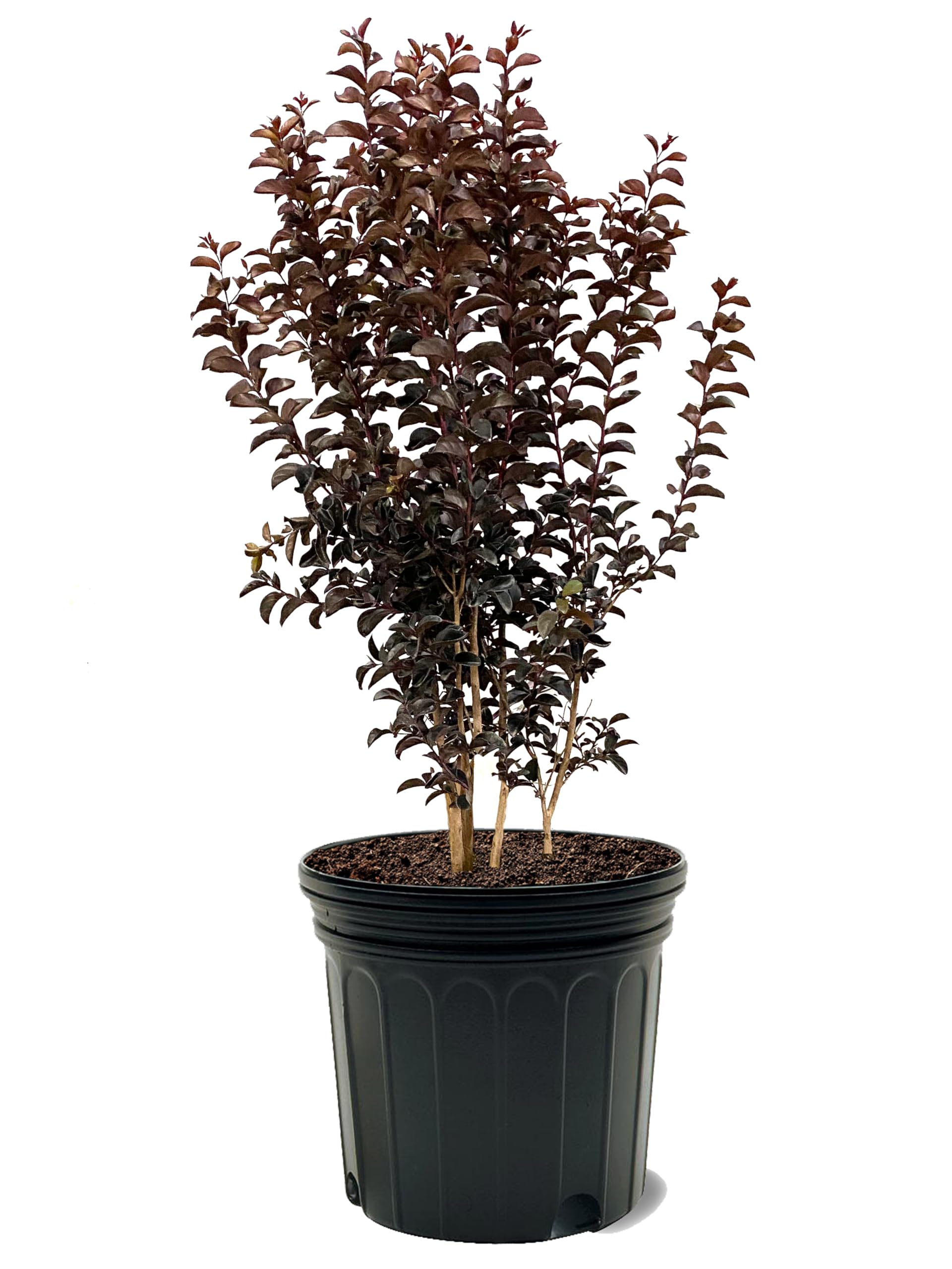 American Plant Exchange 7-Gal Crape Myrtle