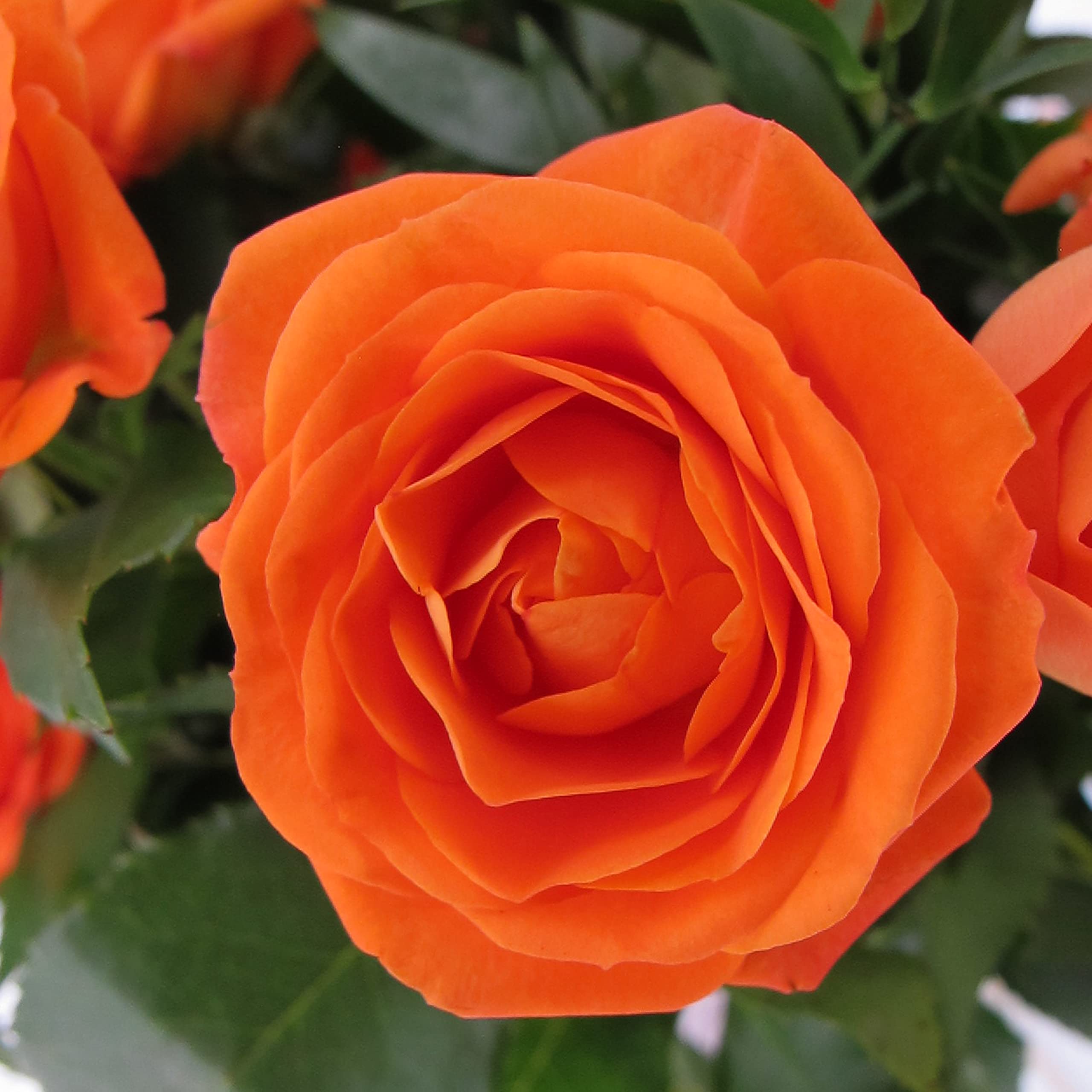 KENTIS - Bouquet di Fiori Veri - Rose a Grappolo Arancioni - Mazzo di Fiori Freschi a Domicilio Regalo