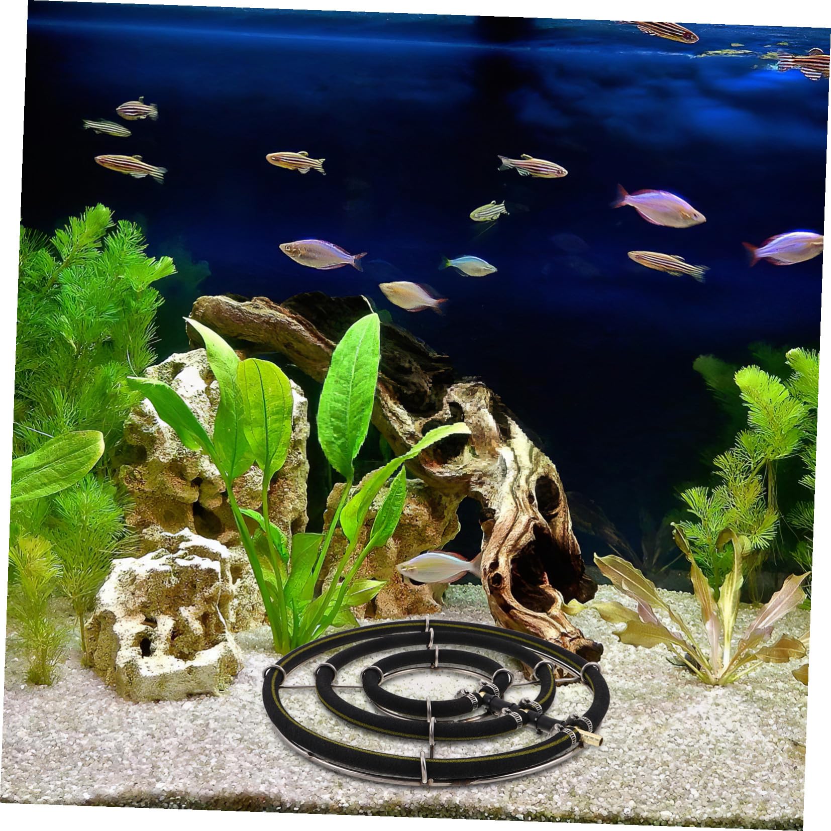 Hemobllo Anillo para Oxigenación Mejorada para Acuario Difusor de Burbujas de Oxígeno de 35cm en Acero Inoxidable 3 Aros, Liberación Fina de Burbujas en Acuarios Familiares y Granjas