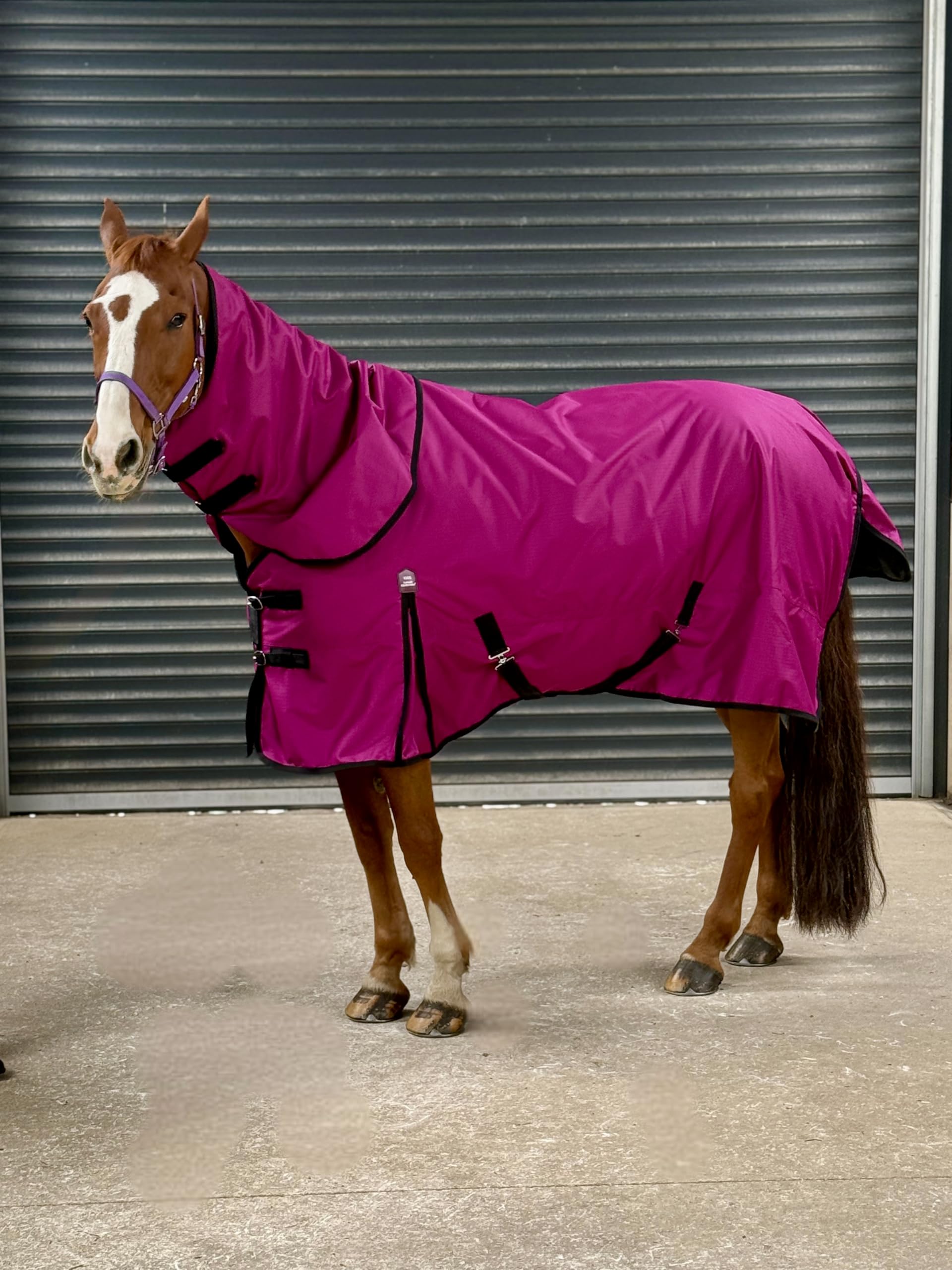 Turner Equestrian Horse Turnout Rug, 600D Lightweight Waterproof, Deep Raspberry, 100g Fill (6'9" With Detachable Neck)