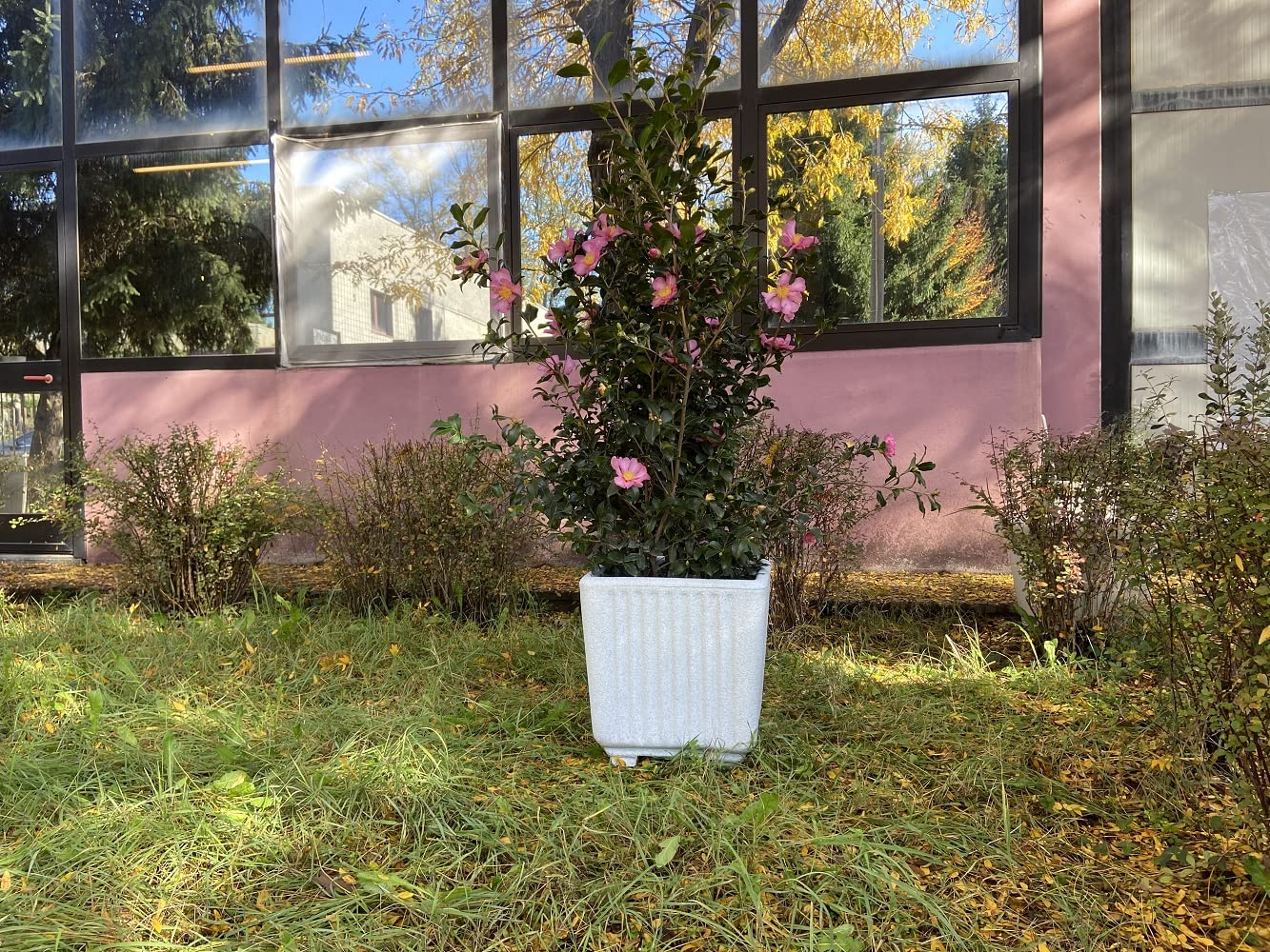 Garden Italia Vasi da giardino Quadro centorighe GQC Lato 50 cm alt.45 cm Made in Italy 100% riciclabile - Vaso in polietilene color Pietra