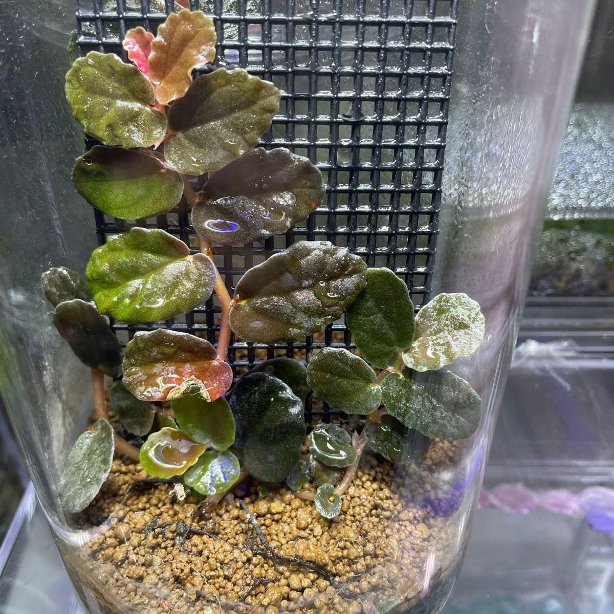 ベゴニア サラワク 美葉 水上葉 観葉植物