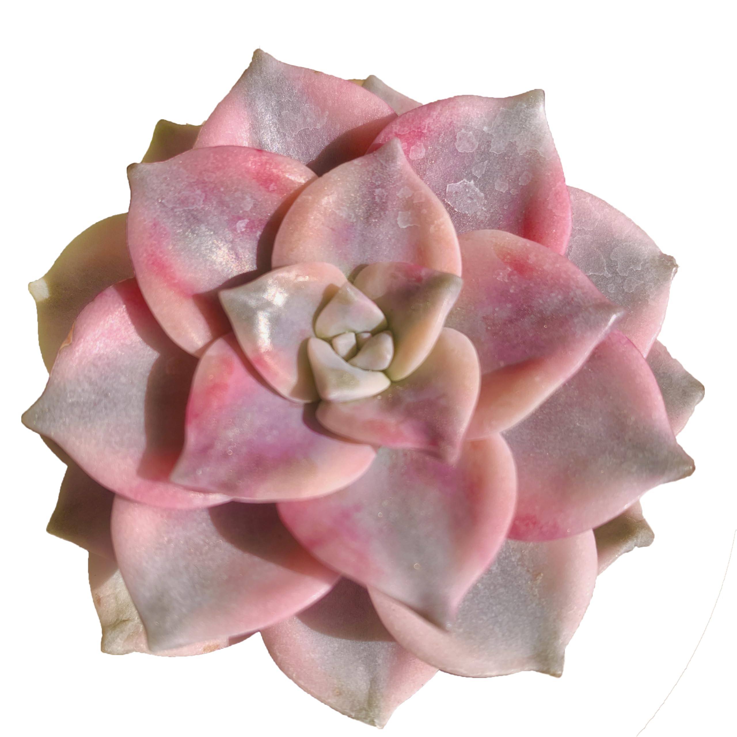Graptopetalum Purple Delight Variegata