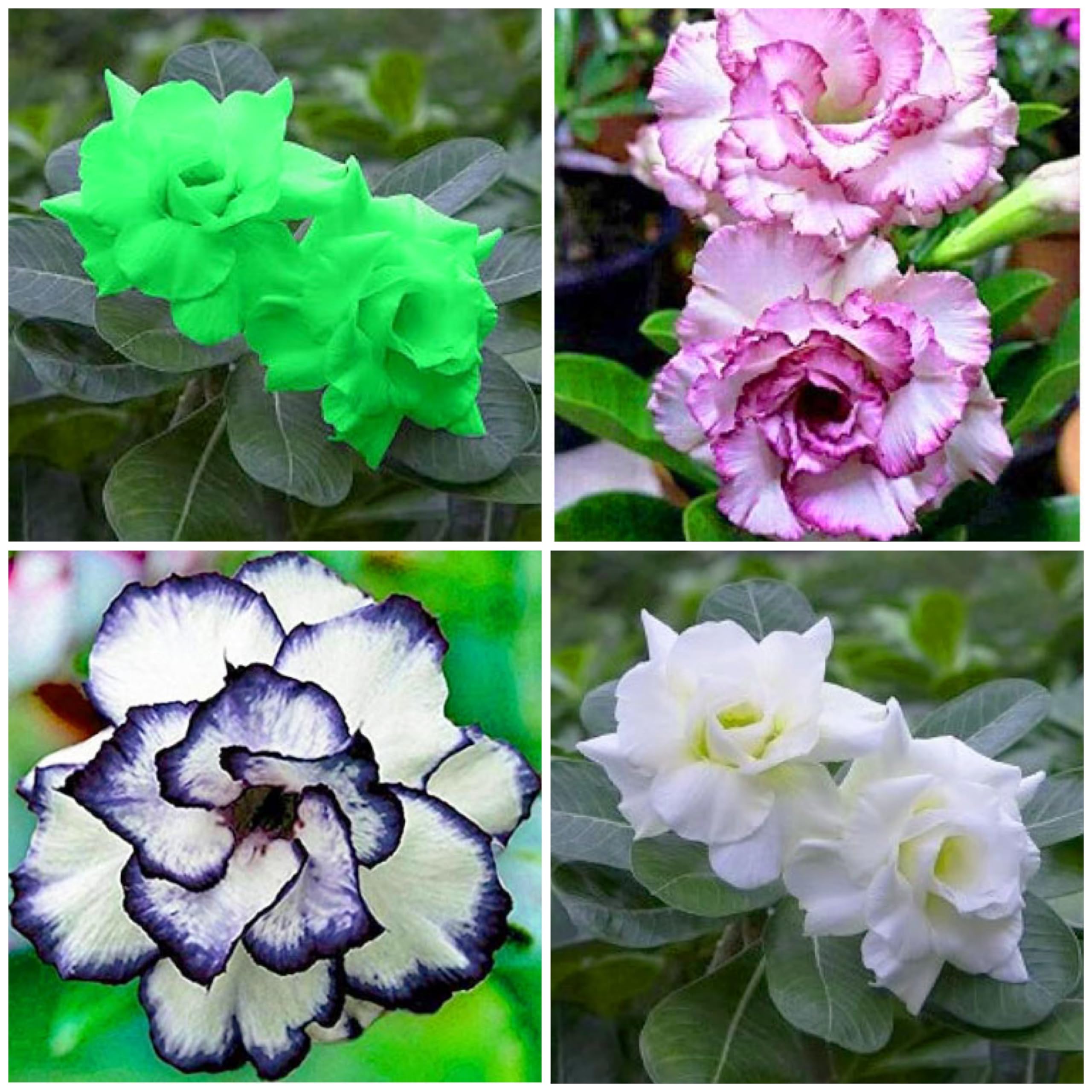 Adenium Live Plant Pack Of 4 Multicolor Rosey Plant For Gardening (B0CM6TFVTZ) Amazon Price History, Amazon Price Tracker