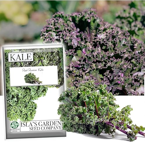 Semillas rojas de col rizada rusa para plantar, más de 750 semillas de reliquia por paquete, semillas de jardín de Isla (semillas de jardín de