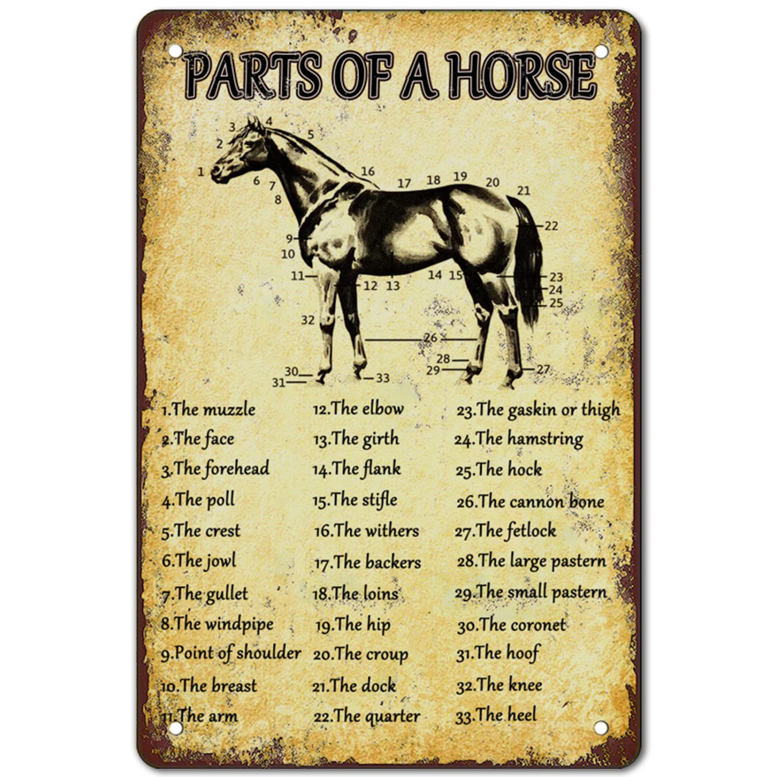 Retro Metal Horse Anatomy Tin Signs - Parts of Horse Decorations for Kitchen, Farm Room, Western Wall Art - 8 x 12 Inch
