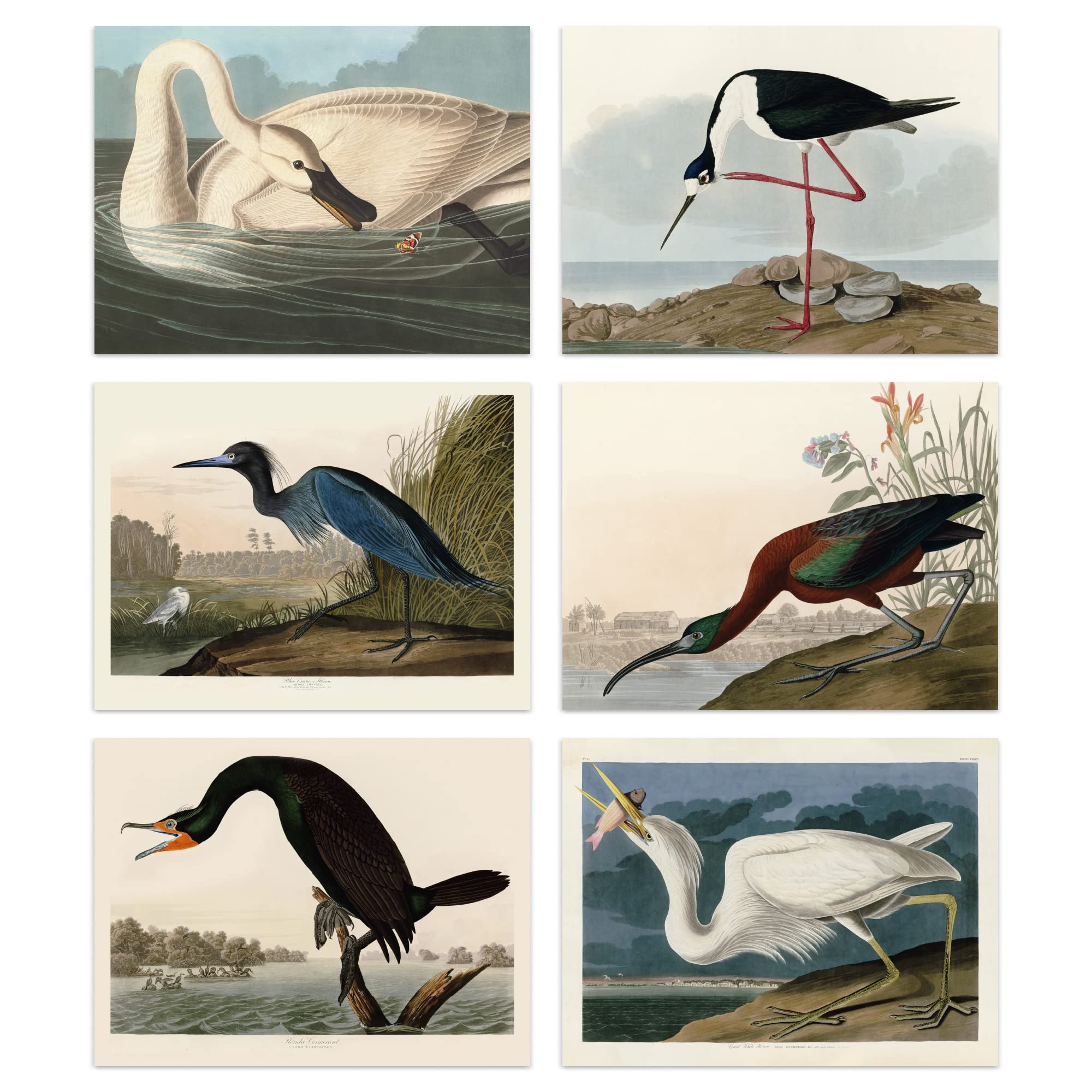 Vintage Audubon Birds Collection Set Of 6 Unframed Wall Art Prints Bathroom Bedroom Aesthetic Avocet Heron Ibis Cormorant A4
