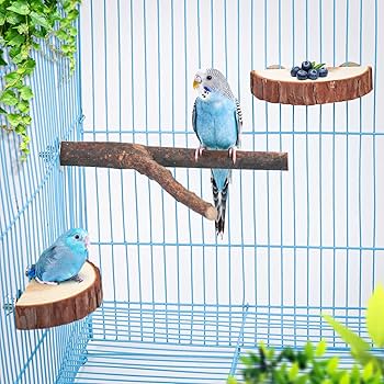 Amazon | 4点セット入り インコ 止まり木 鳥用品 パーチ 爪を