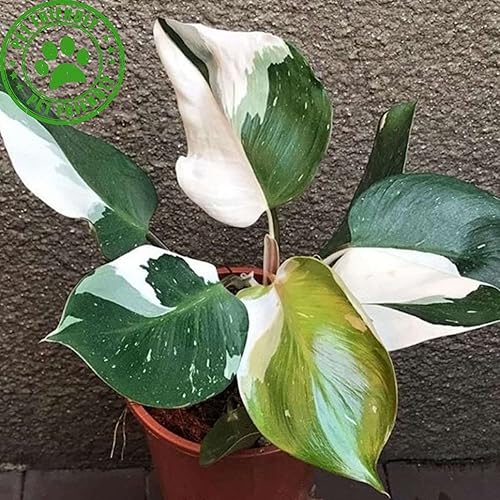 Miniatura 3 de Philodendron White Princess - Planta viva para interior  Diferentes plantas de interior en maceta de 4 y 6 pulgadas  Decoración de plantas de casa