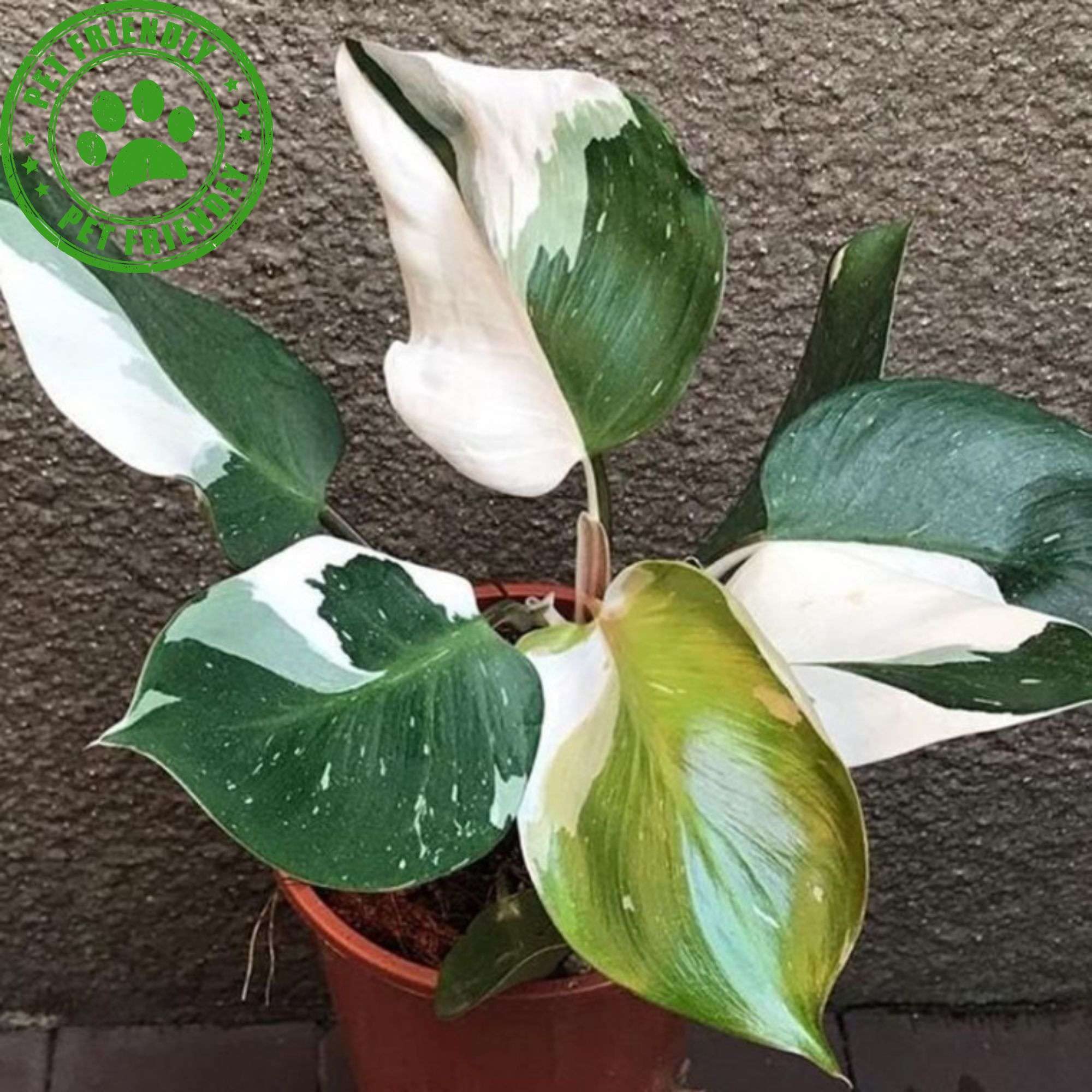 Amazon.com : Philodendron White Princess Live Plant for Indoor | Different  Houseplants in 4'' & 6'' Pot | Real House Plant for Living Room, Office,  Desk & Bathroom | erubescens White Princess :