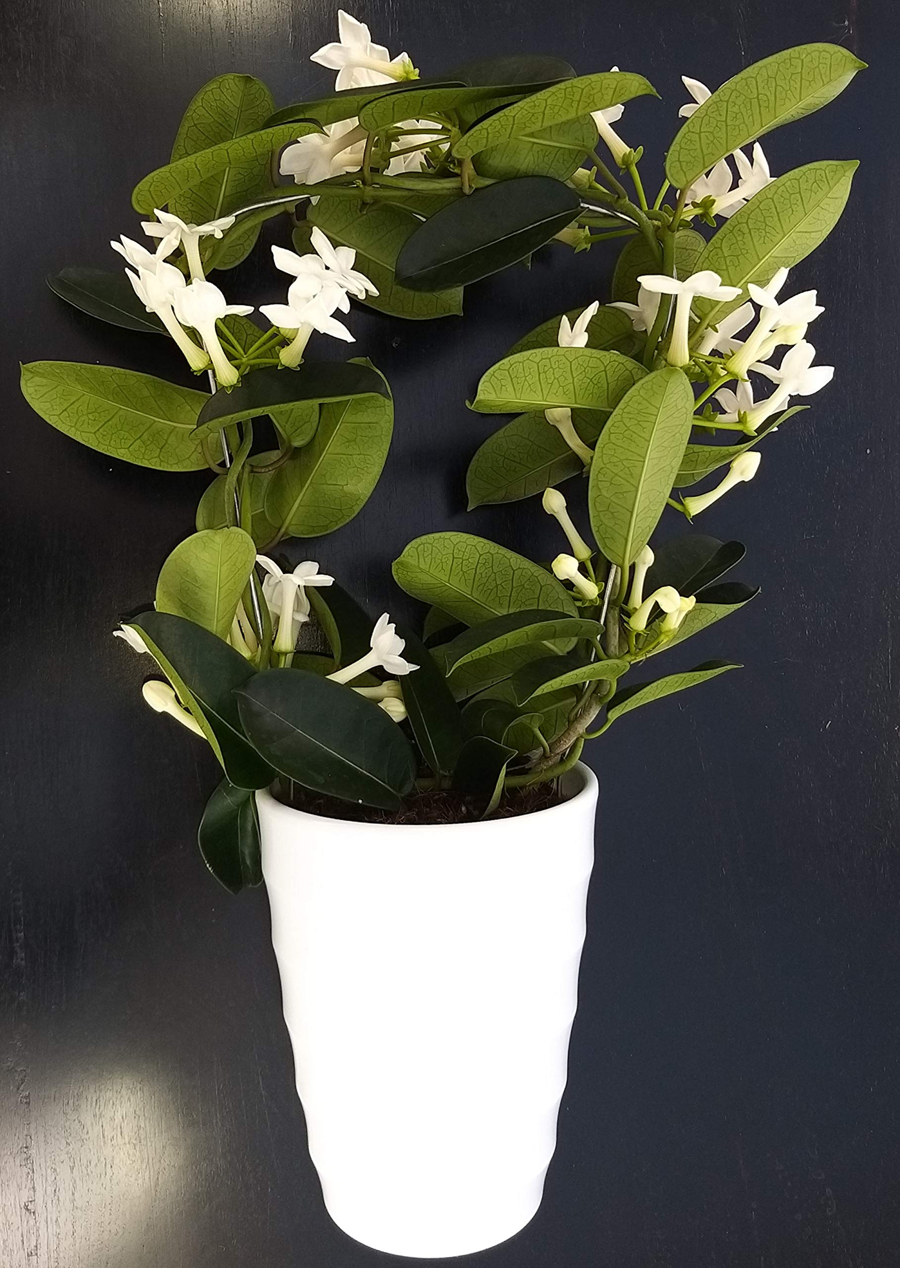 POWERS TO FLOWERS - STEPHANOTIS, GELSOMINO DEL MADAGASCAR IN VASO CERAMICA BIANCO A CERCHI CONCENTRICI, pianta vera