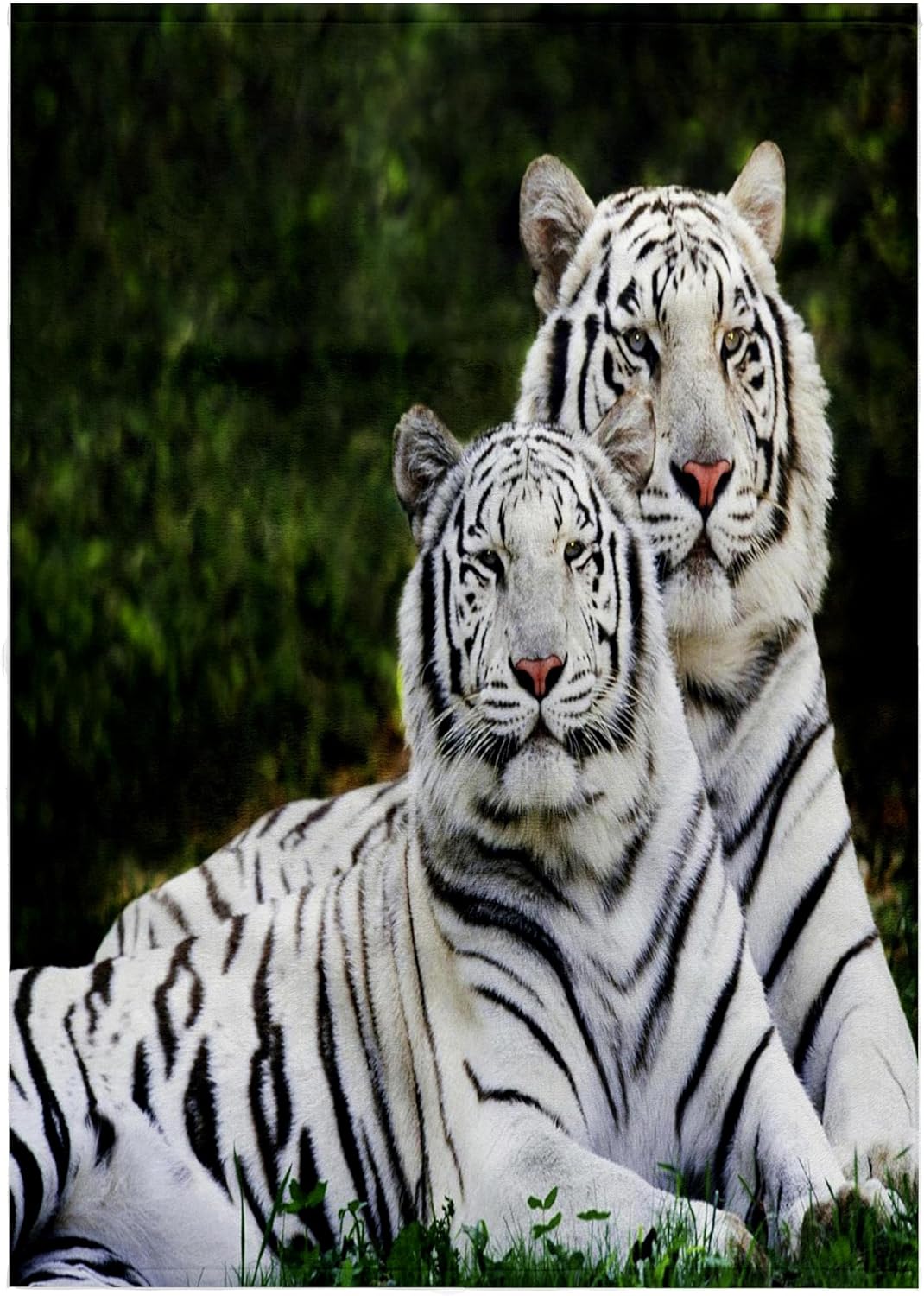 3dRose White Tigers 22x30 Bath Hand Pool Towel