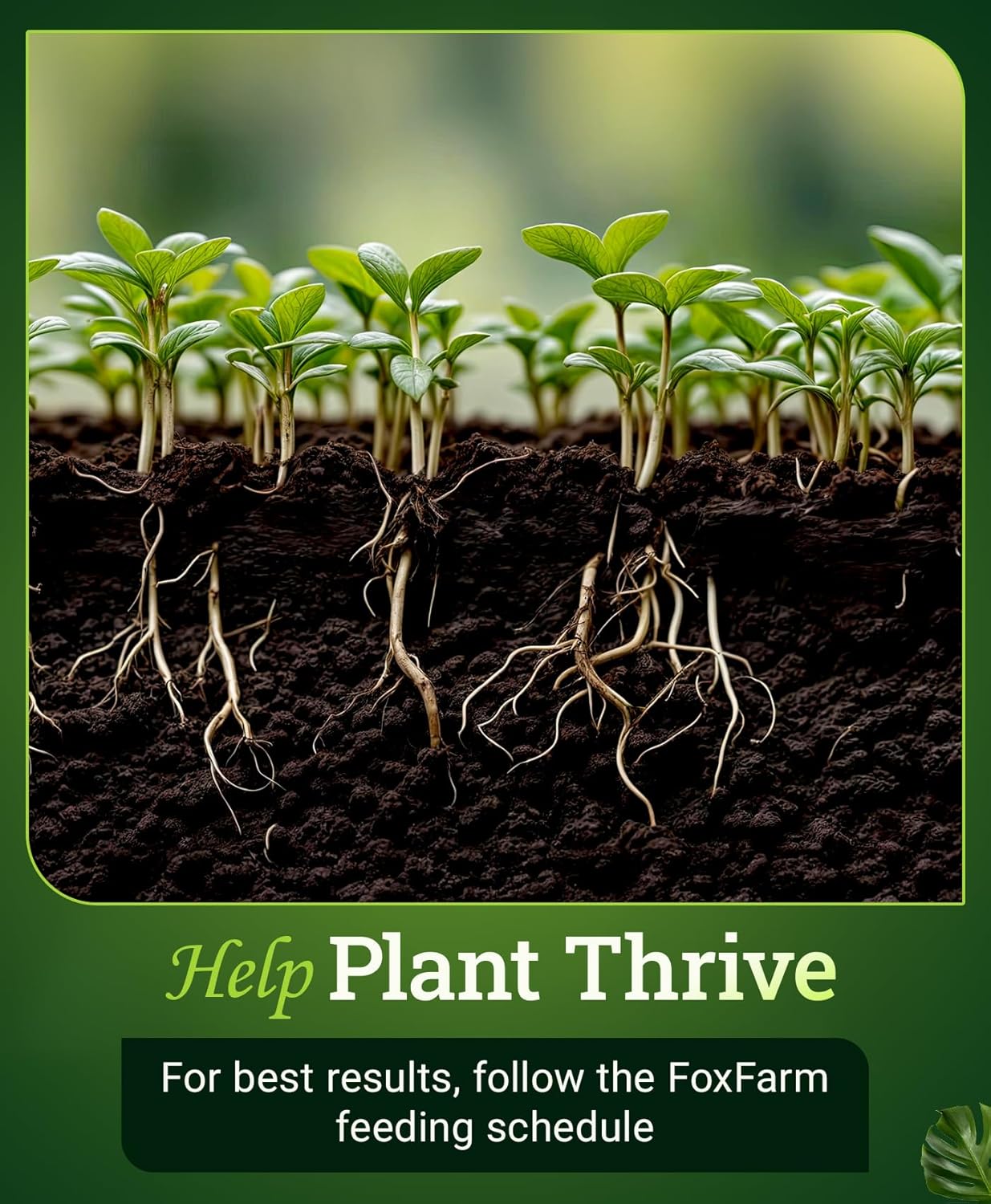 FoxFarm Bush Doctor Kangaroots Root Drench Inoculant – Enhances Root Efficiency, Immediate Nutrient Uptake, Custom Soil Microbes - Ideal for Hydroponic & Soil Applications - 1 Gallon