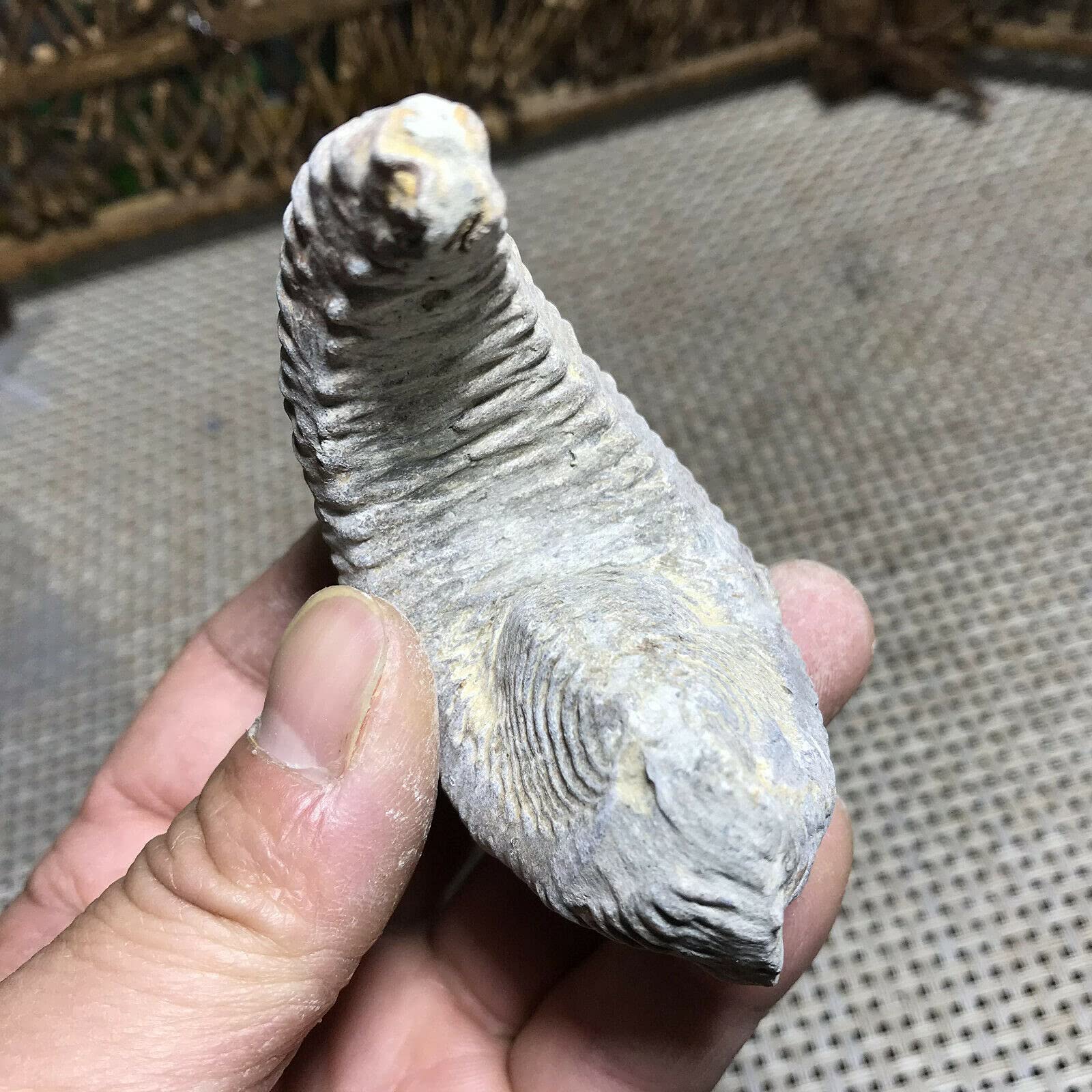 110g Rare Natural Rough Big Zipper Oyster Fossil Specimen from