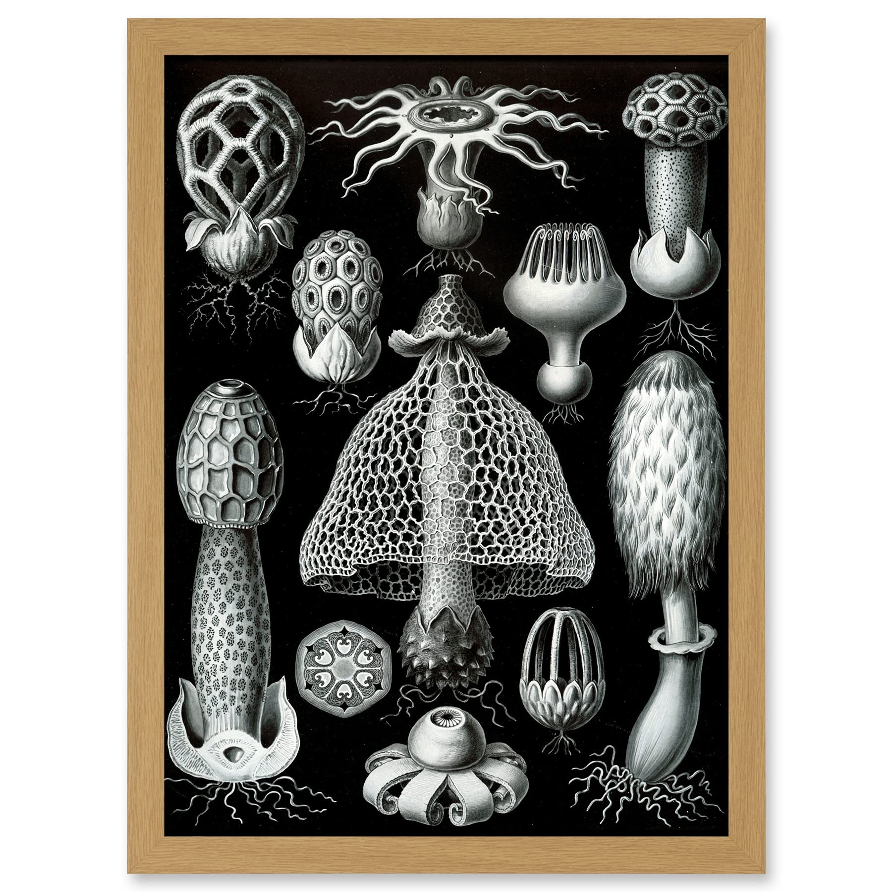 Artery8 Nature Ernst Haeckel Fungus Mushroom Toadstool Botanical A4 Artwork Framed Wall Art Print