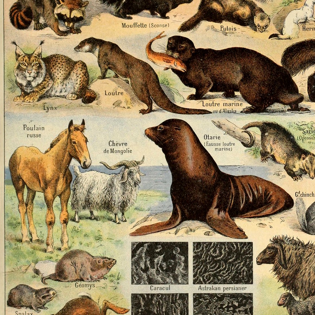 Vintage Poster Print Wall Art Decor Retro Wild Animal Species