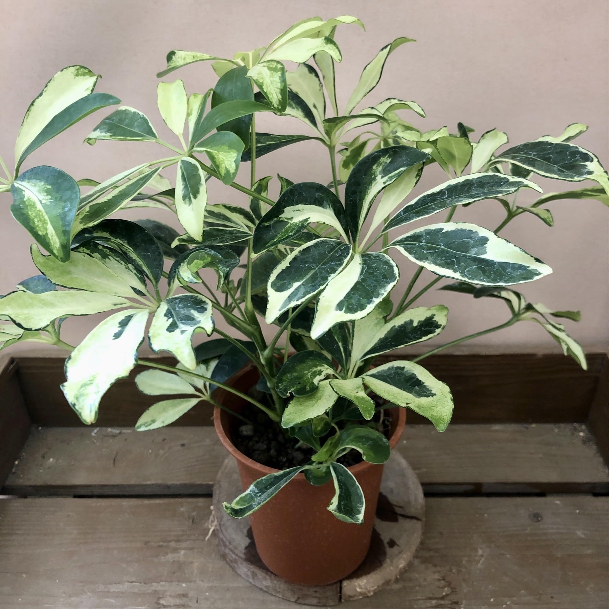 Amazon｜観葉植物 シェフレラ シルバークイーン｜観葉植物 オンライン通販