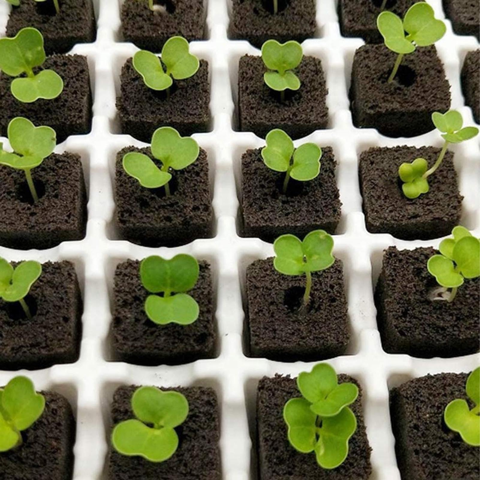 Paquet de 50 éponges de Culture pour Bloc de Semis Hydroponique, éponges de Croissance de Racines, Gousses de Graines, éponges de Démarrage de Graines pour Système de Jardin(DRH TN0415)