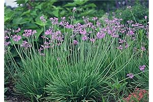 10 Society Garlic Seeds - Tulbaghia Violacea - The Ornamental Kitchen Herb