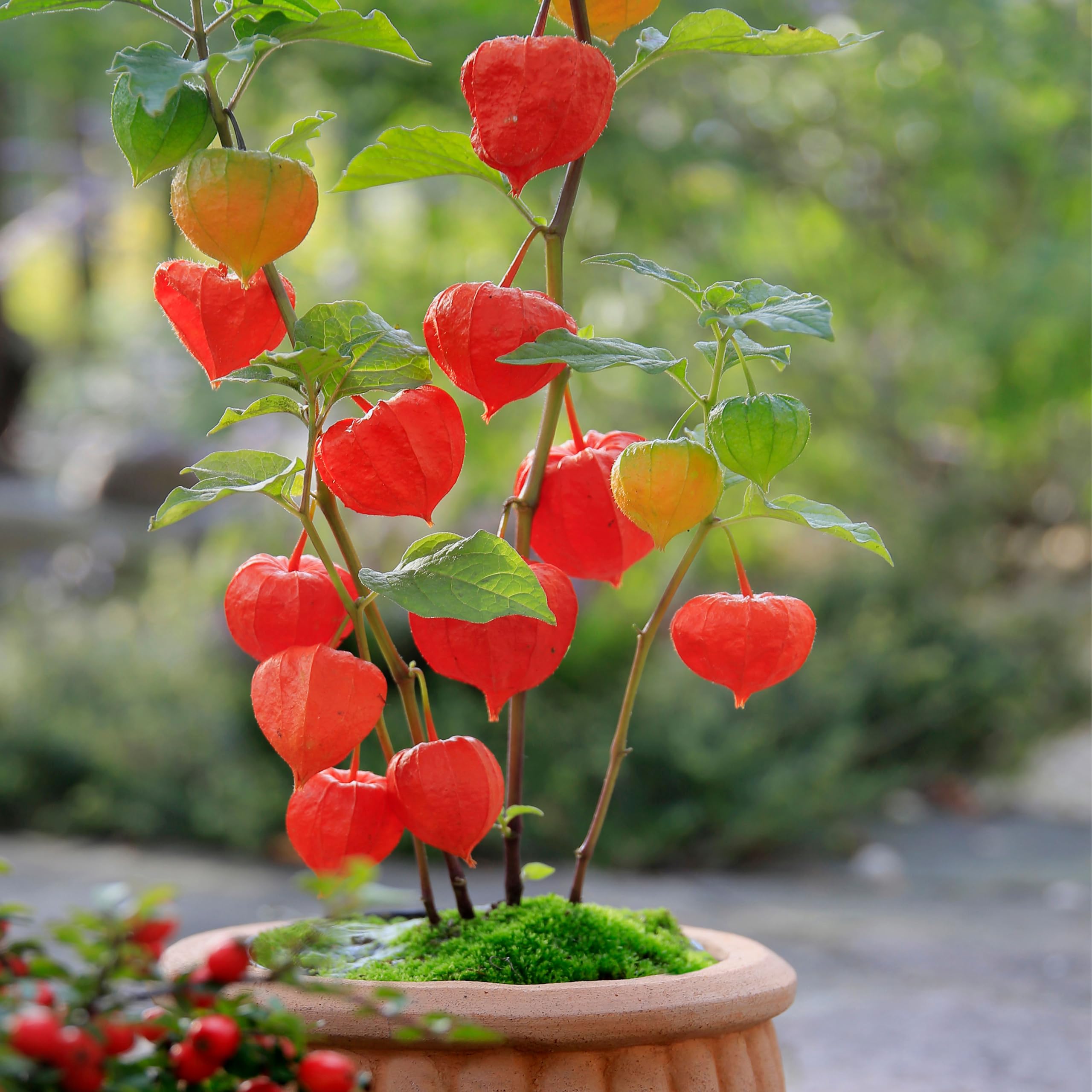 Bloomique - Set di 3 - Physalis alkekengi ‘Franchetii’ - Alchechengi (pianta lanterna) - Resistente al freddo - Altezza 10-20 cm - Vaso 9x9 cm